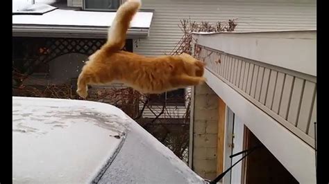 Funniest Jumping Cats – Super-Funny