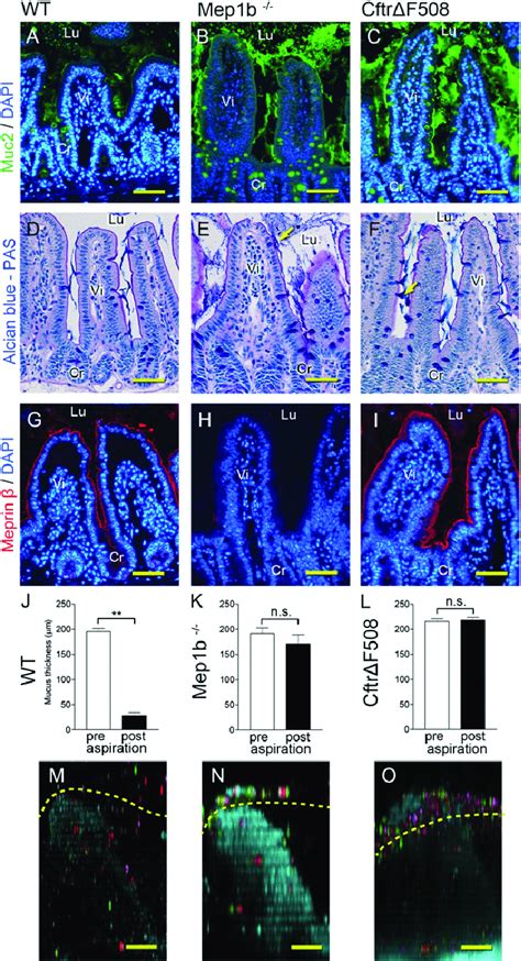 The Muc2 mucin organization is dependent on the metalloprotease meprin... | Download Scientific ...