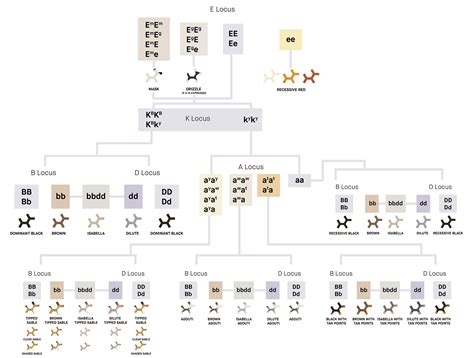 Science Corner: Coat Color Genetics 101 - Embarkvet