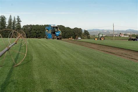 Sod Farming Techniques - DIY