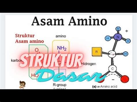 Protein 1: Struktur Dasar Asam Amino - YouTube