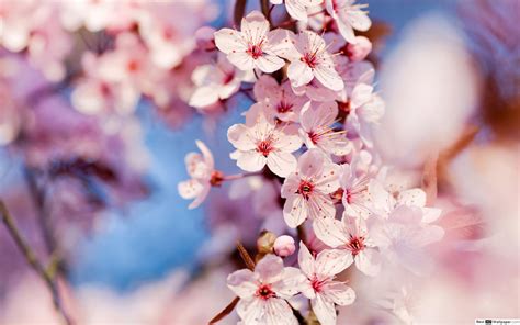 4K Cherry Blossom Wallpaper - KoLPaPer - Awesome Free HD Wallpapers