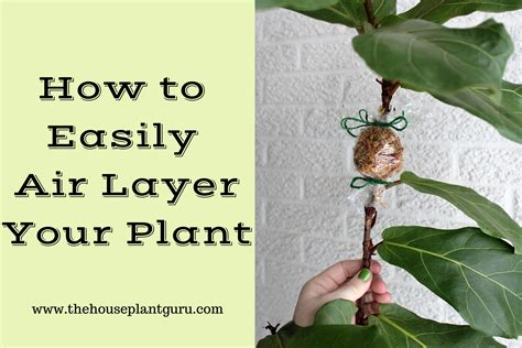 How to Easily Air Layer Your Plant - The Houseplant Guru