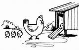 Chicken Mother Lead Her Chick Enter Coop Coloring Pages sketch template