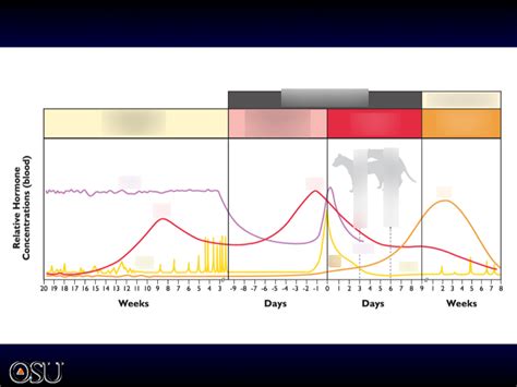 Monoestrous Cycle Diagram | Quizlet