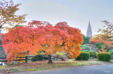 Autumn 2013: Shinjuku Gyoen National Garden – Lakbayer