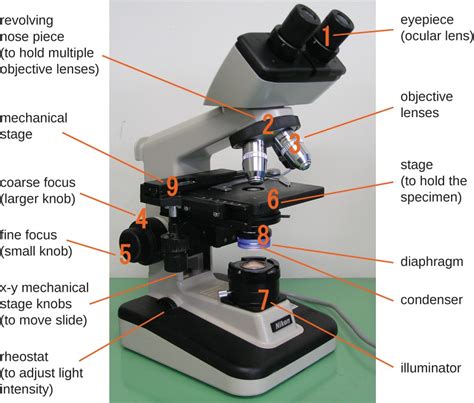 3.1: Introduction to the Microscope - Biology LibreTexts