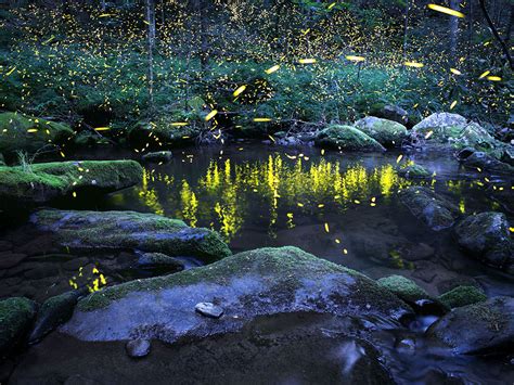 Firefly Threats and Conservation Efforts | Xerces Society