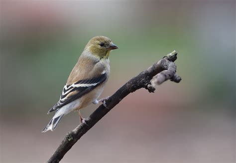 Selective photography of brown bird on tree branch, american goldfinch HD wallpaper | Wallpaper ...