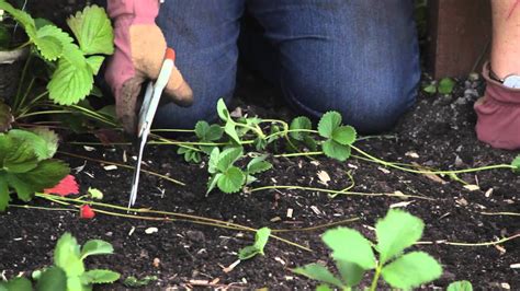 How to Divide & Propagate Strawberries : Grow Guru - YouTube