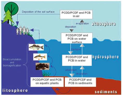 Degradation Pathways of Persistent Organic Pollutants (POPs) in the ...