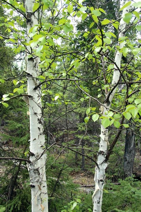 20 Seeds Paper Birch Betula Papyrifera - Seeds & Bulbs