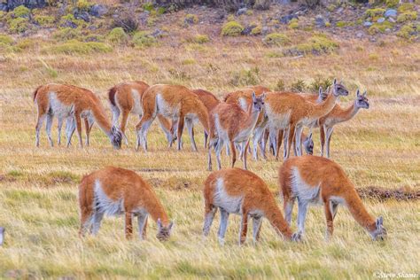 Guanaco Herd | Patagonia, Chile | Steve Shames Photo Gallery