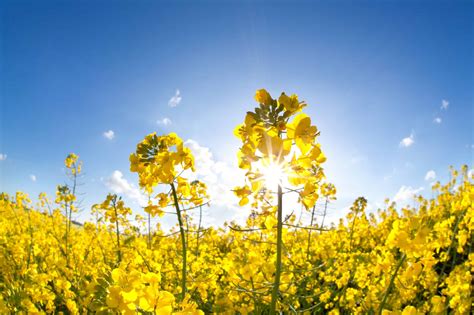 Canola 4R Advantage | Program Overview