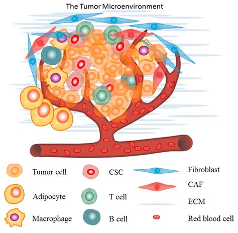 IJMS | Special Issue : Tumor Microenvironment