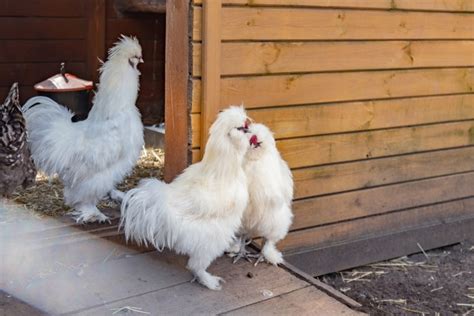 Silkie Chicken Breed Guide — Practical Self Reliance