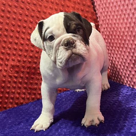 English Bulldog Puppies for Sale | VIP Puppies