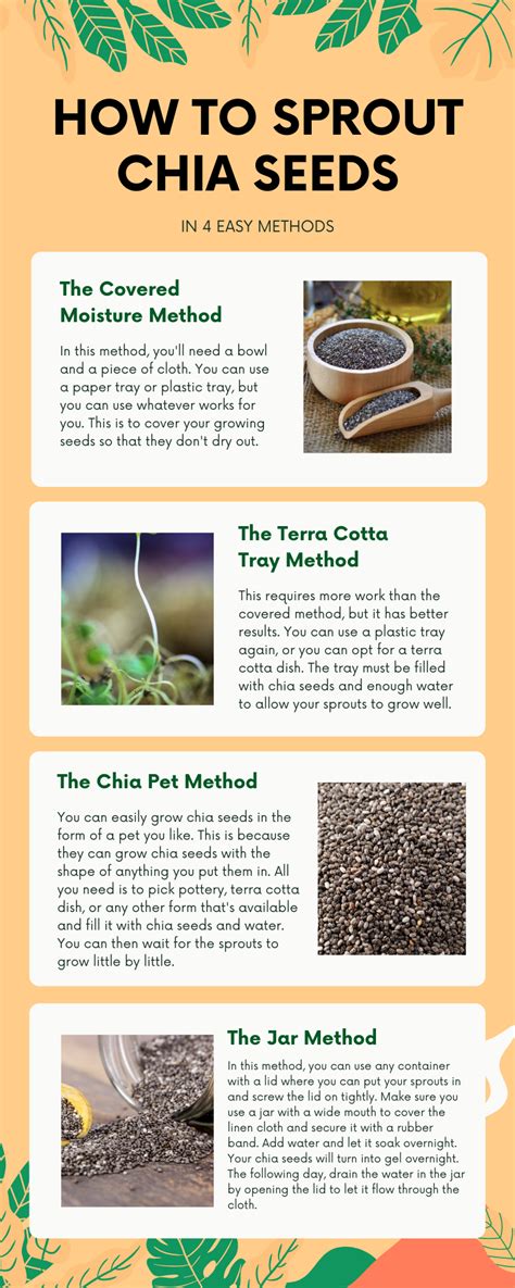 How To Sprout Chia Seeds | Kitchen Infinity in 2022 | Growing chia seeds, Sprouting chia seeds ...