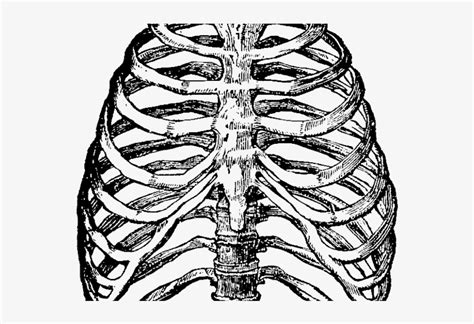 Human Clipart Ribcage - Heart In Rib Cage Drawing Transparent PNG - 640x480 - Free Download on ...