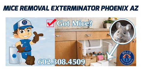 Mice Removal Phoenix Az | Phoenix Mouse Exterminator