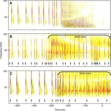 The DSP Behind Bat Echolocation | Hunter Scott