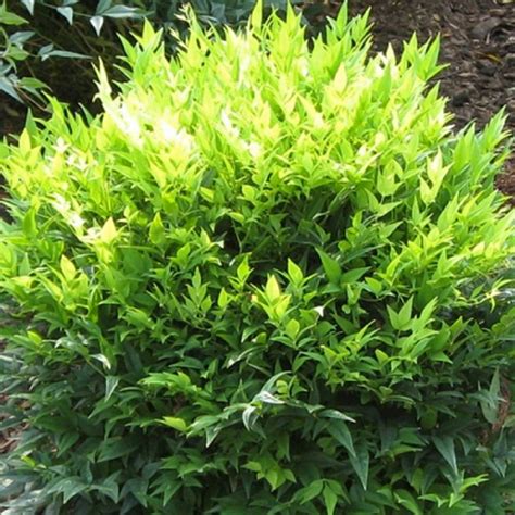 Southern Living Plants Live Lemon Lime Nandina Evergreen Shrub 2 Gal - Walmart.com - Walmart.com