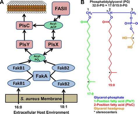 Model for the utilization of host FAs for phosphatidylglycerol (PG)... | Download Scientific Diagram