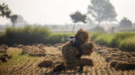 Photos: Wheat harvest hopes to bring some respite for farmers | Hindustan Times