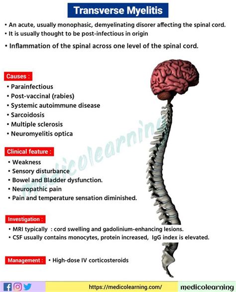 Transverse myelitis - MEDizzy