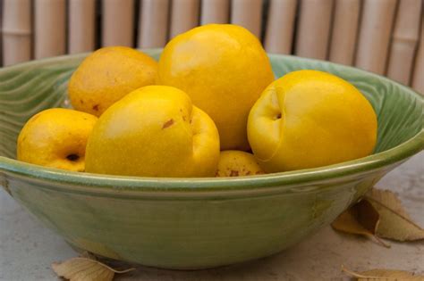 Flowering Quince Fruit (aka Chaenomeles japonica aka Japanese Quince) - Backyard Forager