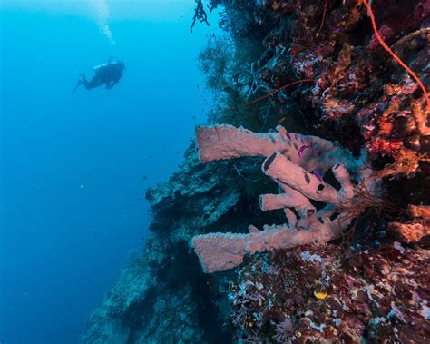 The coral reefs of Papua New Guinea - We love it Wild