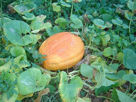 Dickinson pumpkin seeds organic: Pie Squash pie pumpkin | Etsy