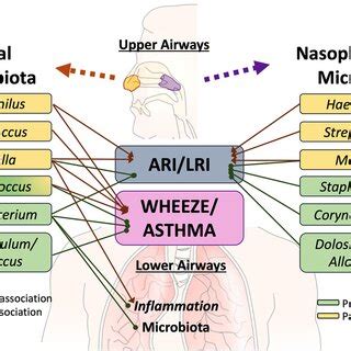 Specific members of the upper airway microbiota have been... | Download ...