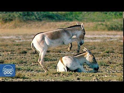 Kutch Desert Wildlife Sanctuary, Kutch | DestiMap | Destinations On Map