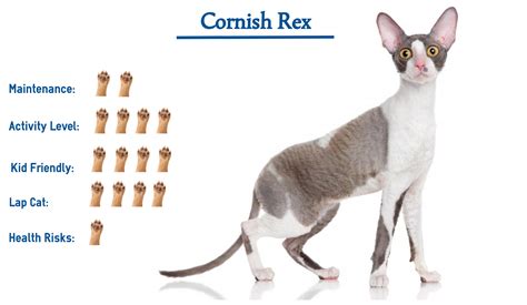 Cornish Rex Cat Breed… Everything You Need to Know at a Glance!