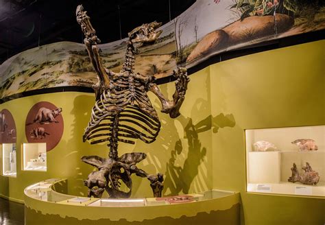 Bunting Natural History Gallery Exhibit | Charleston Museum | Charleston, SC