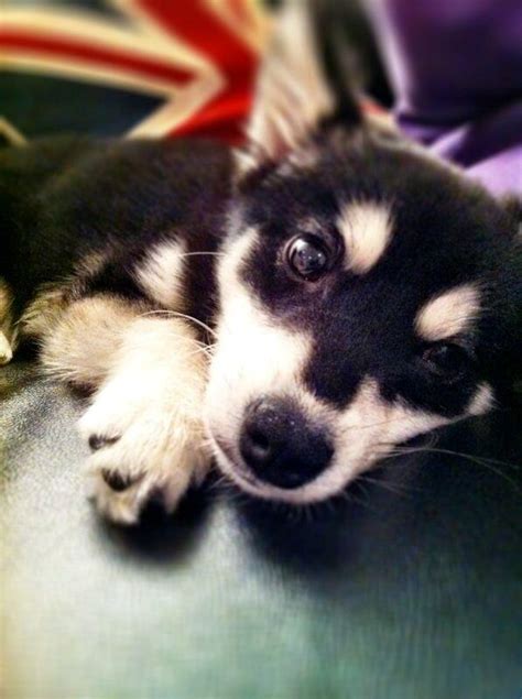 Loki the dog of Liam and Danielle - One Direction Photo (33961728) - Fanpop