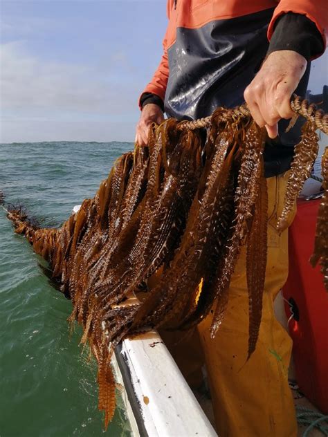 Seaweed farming - RaNTrans: Rapid Reduction of Nutrients in ...