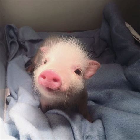 A tiny happy smiling piglet