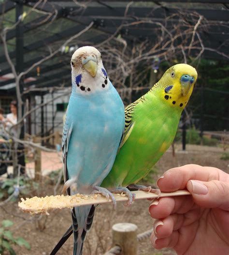 Are Budgies Parakeets?