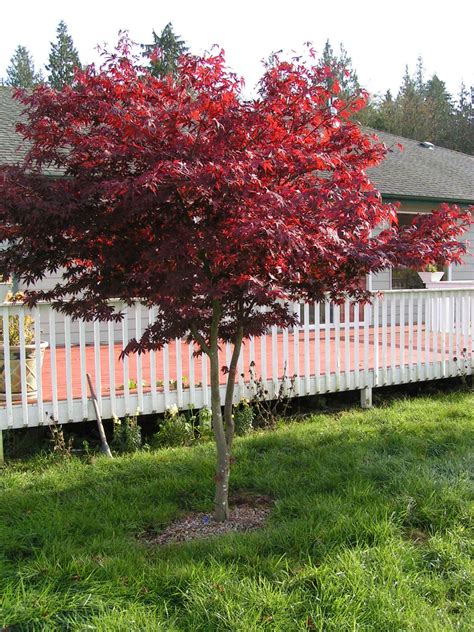 Redleaf Japanese Maple Trees available in Washington State and Shipped Nationwide