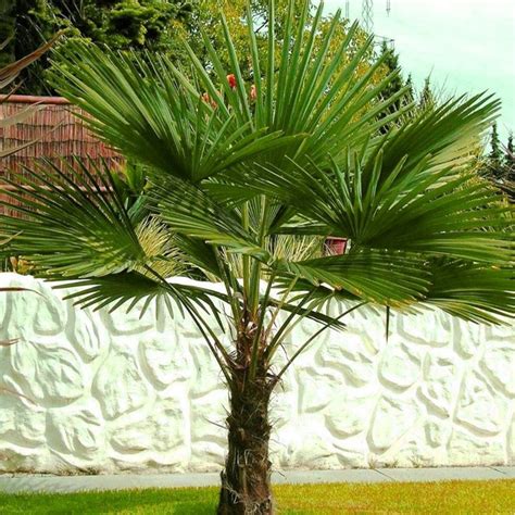 Trachycarpus Fortunei Chusan Palm, Windmill Palm 100 1,000 Seeds - Etsy