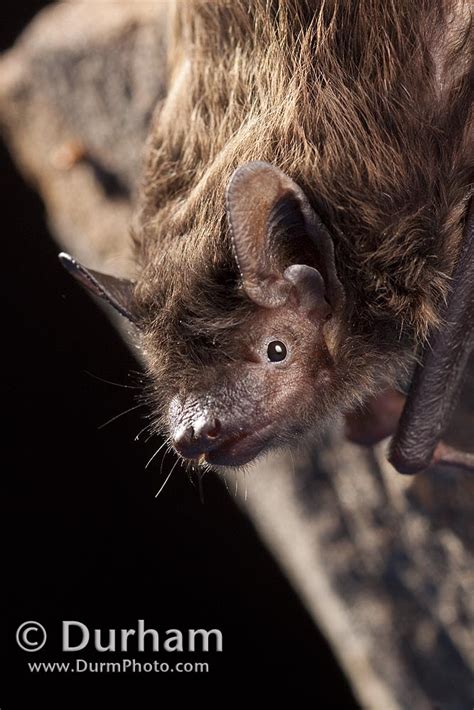 Michael Durham Photography - www.DurmPhoto.com: Evening Bat (Nycticeius humeralis)