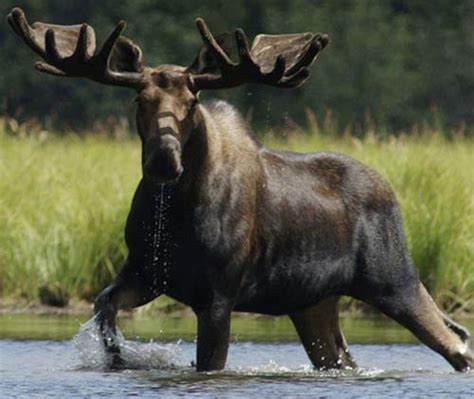 Moose - Big Bellowing Beast of a Deer | Animal Pictures and Facts | FactZoo.com