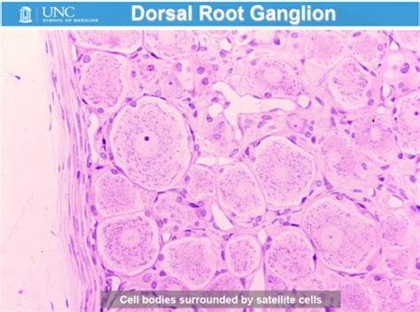 Dorsal Root Ganglion Histology