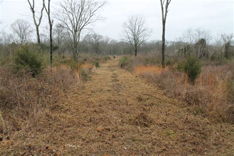 Improving Rabbit Habitat | Our Southern RootsOur Southern Roots