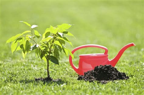 Handle with Care: Top Tips for Maintaining and Watering New Trees - The ...