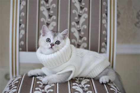 Our Favourite Winter Cat Names | The Cats Pawspective