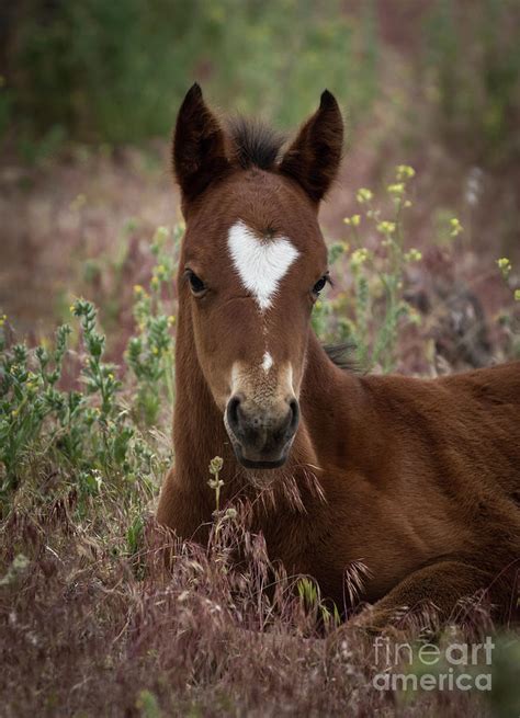 Wild Horse Foal Photograph by Webb Canepa - Fine Art America