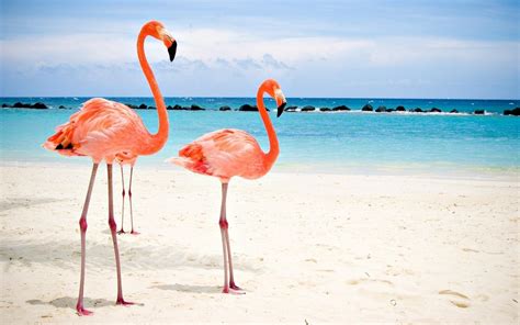 Flamingo Beach Wallpapers - Top Free Flamingo Beach Backgrounds ...